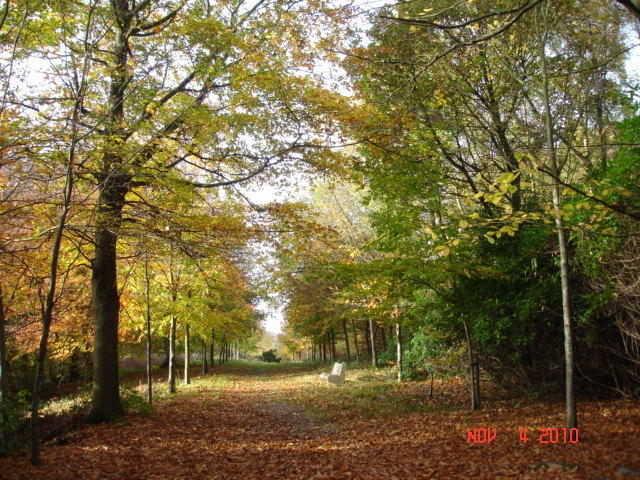 Beech Avenue (2)